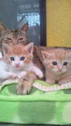 20110407123355.jpg 20110407123355.jpg